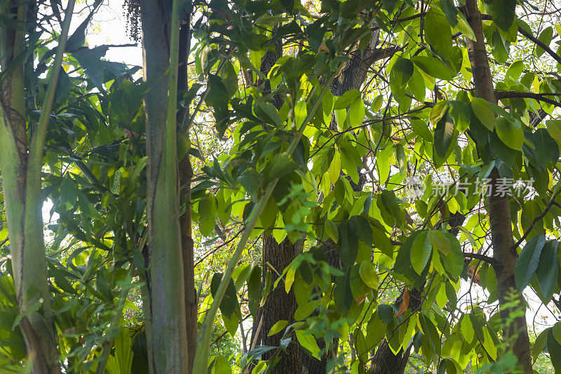 曼谷Wachirabenchathat公园(Rot Fai公园)的树木